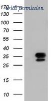 OriGene TA501634S image 1