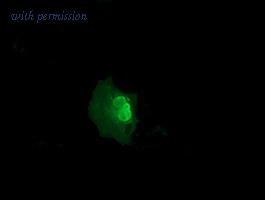 OriGene TA501635S image 1