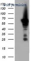 OriGene TA501641S image 1