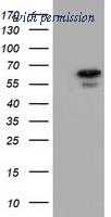 OriGene TA501643S image 1