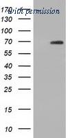 OriGene TA501650S image 1