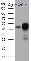 OriGene TA501708S image 1