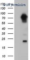 OriGene TA501712S image 1