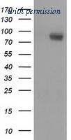 OriGene TA501753S image 1
