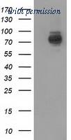 OriGene TA501754S image 1