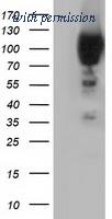 OriGene TA501764S image 1