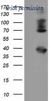 OriGene TA501772S image 1