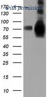 OriGene TA501773S image 1