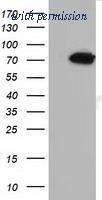 OriGene TA501774S image 1