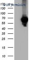 OriGene TA501782AM image 1