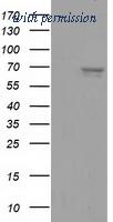 OriGene TA501784AM image 1