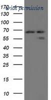 OriGene TA501785AM image 1