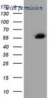 OriGene TA501786AM image 1