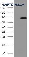 OriGene TA501796S image 1