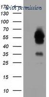 OriGene TA501799S image 1