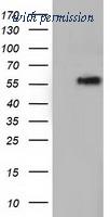 OriGene TA501802S image 1