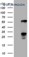 OriGene TA501803S image 1