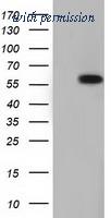 OriGene TA501804S image 1