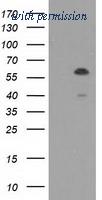 OriGene TA501806S image 1