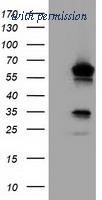 OriGene TA501807S image 1