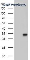 OriGene TA501808S image 1