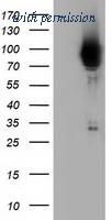 OriGene TA501812S image 1