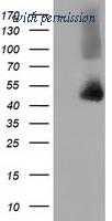 OriGene TA501813AM image 1
