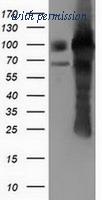 OriGene TA501815S image 1
