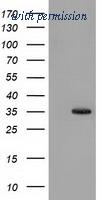 OriGene TA501820S image 1