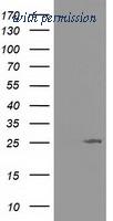 OriGene TA501833S image 1