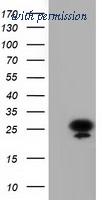 OriGene TA501835S image 1