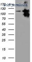 OriGene TA501845S image 1