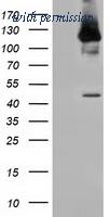 OriGene TA501847S image 1
