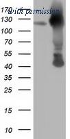 OriGene TA501848S image 1