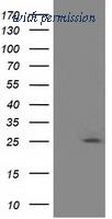 OriGene TA501862S image 1