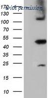 OriGene TA501885S image 1