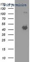 OriGene TA501886S image 1