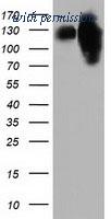 OriGene TA501893S image 1