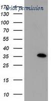 OriGene TA501909S image 1
