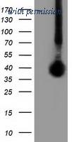 OriGene TA501920S image 1