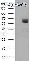 OriGene TA501925S image 1