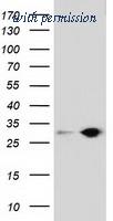 OriGene TA501961S image 1