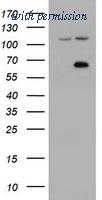 OriGene TA501975BM image 1