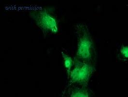 OriGene TA501979S image 1
