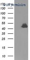 OriGene TA501981S image 1