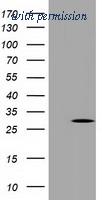 OriGene TA502032S image 1