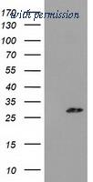 OriGene TA502034S image 1