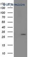 OriGene TA502035S image 1