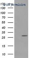 OriGene TA502036S image 1