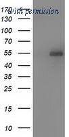 OriGene TA502038S image 1